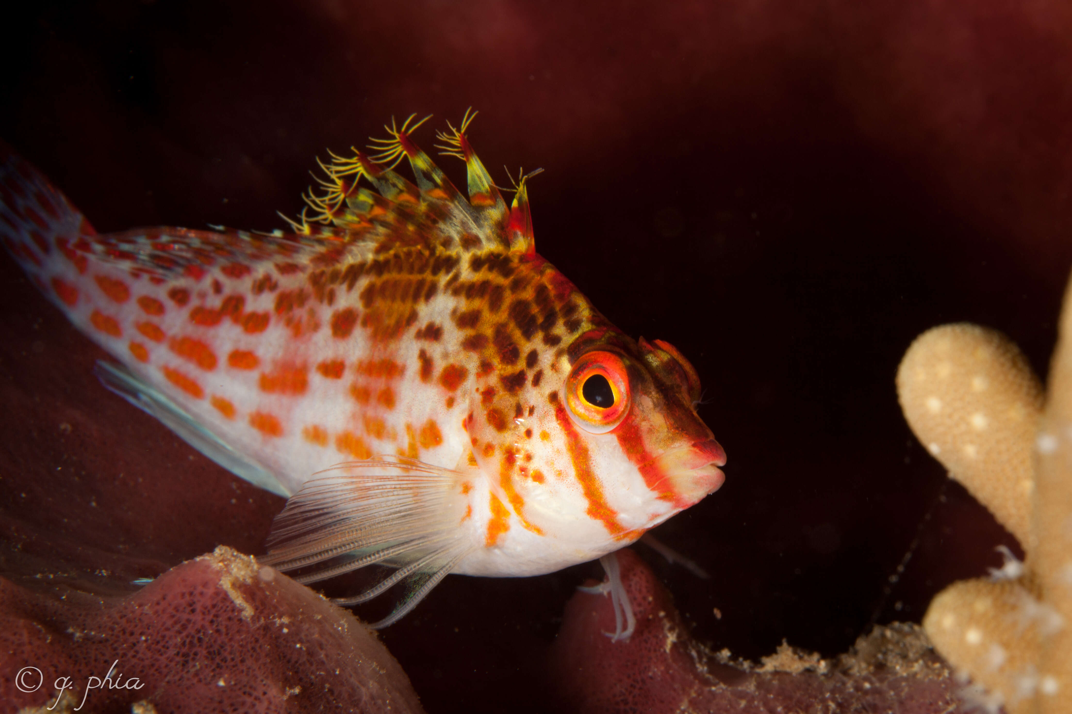 Image of Coral Hawkfish