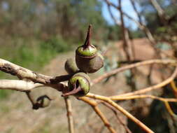 صورة Eucalyptus cornuta Labill.