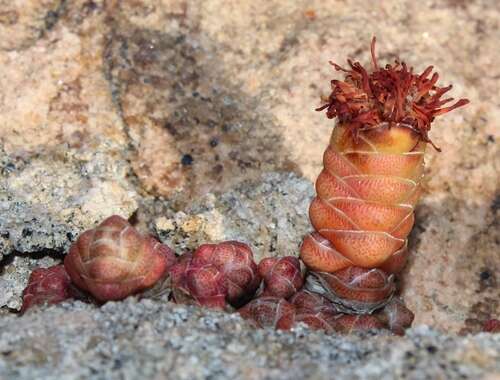 Image of Crassula barklyi N. E. Brown