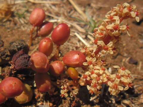 Image of Lannea edulis (Sond.) Engl.