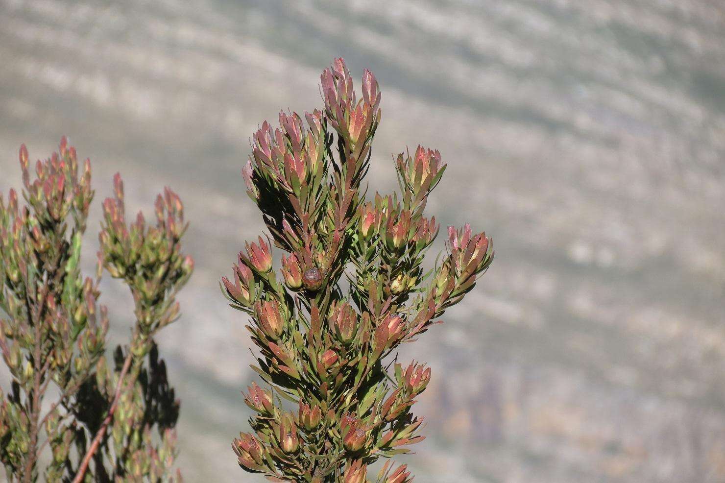 Sivun Leucadendron loeriense I. Williams kuva