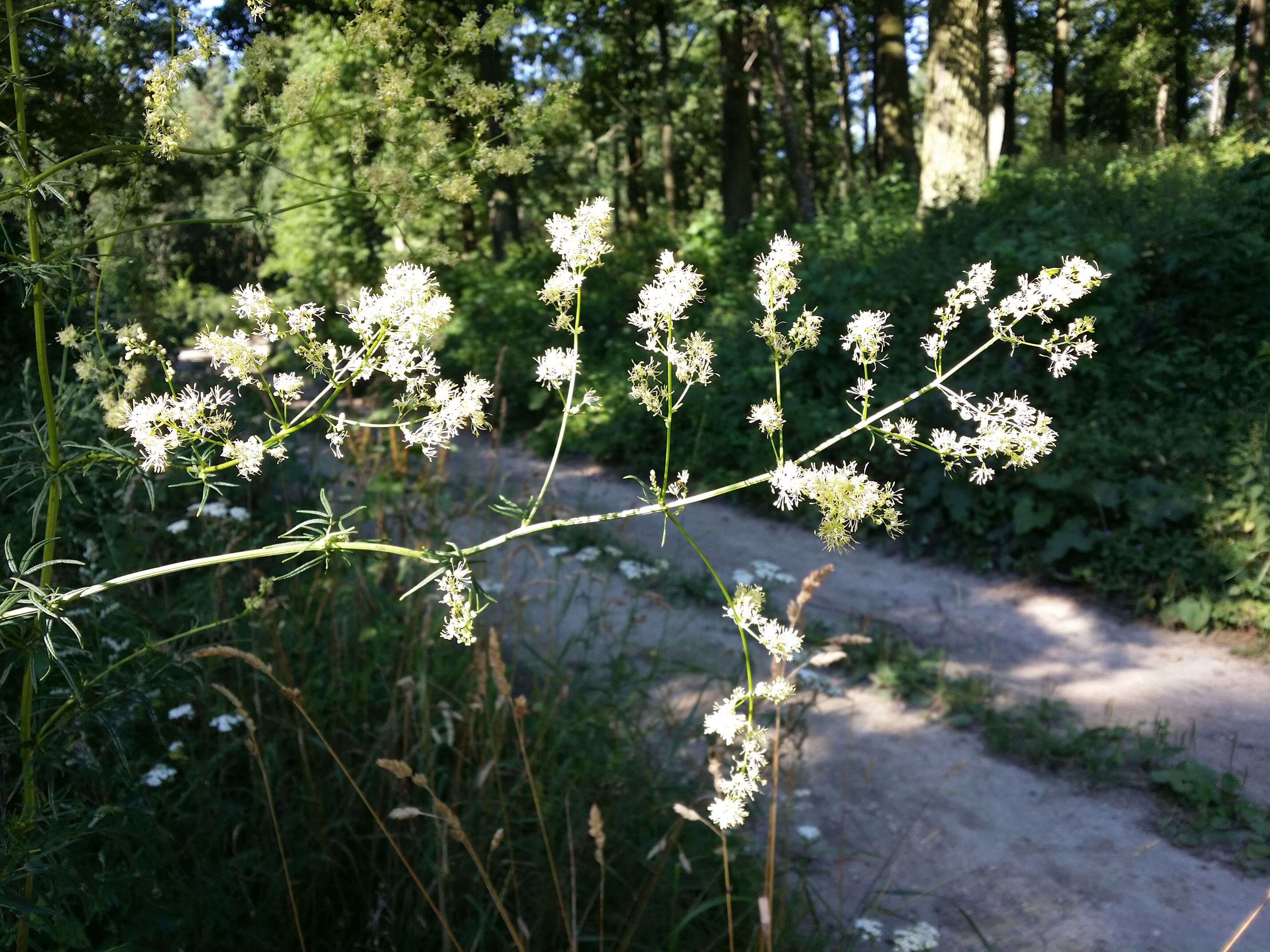 Image de Thalictrum lucidum L.