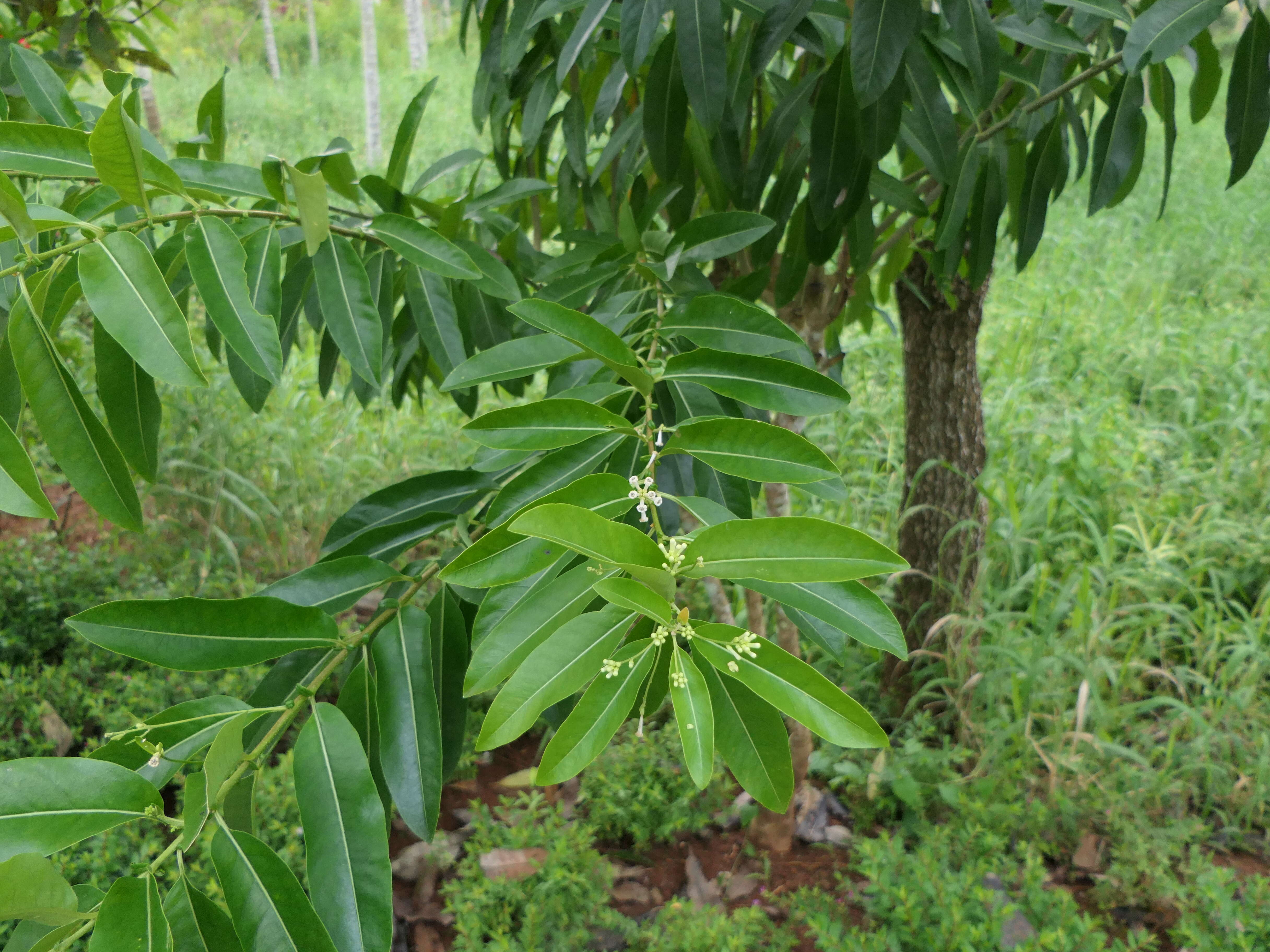 Image of Wild jasmine