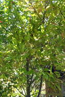 Image of Clerodendrum schmidtii C. B. Clarke