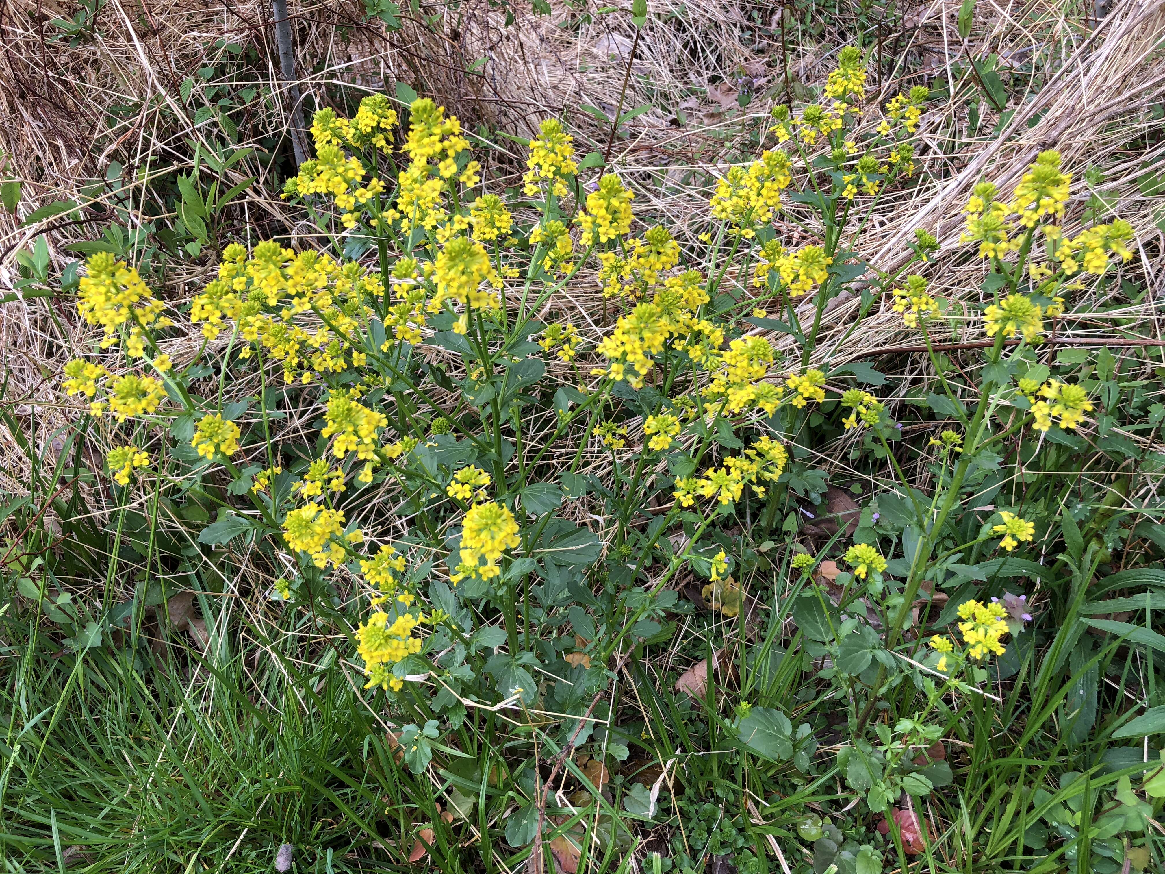 Image of white mustard