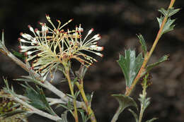 Image of Silky-oak