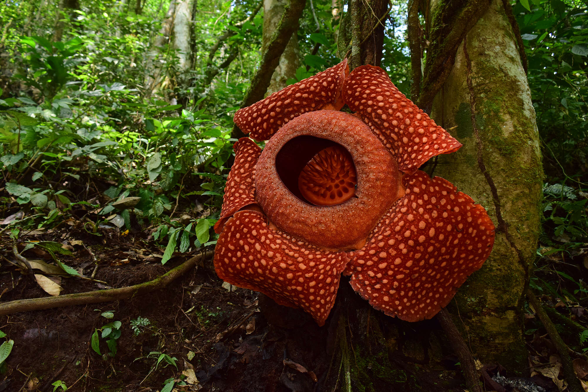 Image de Rafflesia arnoldii R. Br.