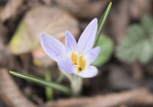 Image of Crocus paschei Kernd.