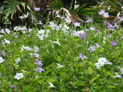 Image of Chinese violet