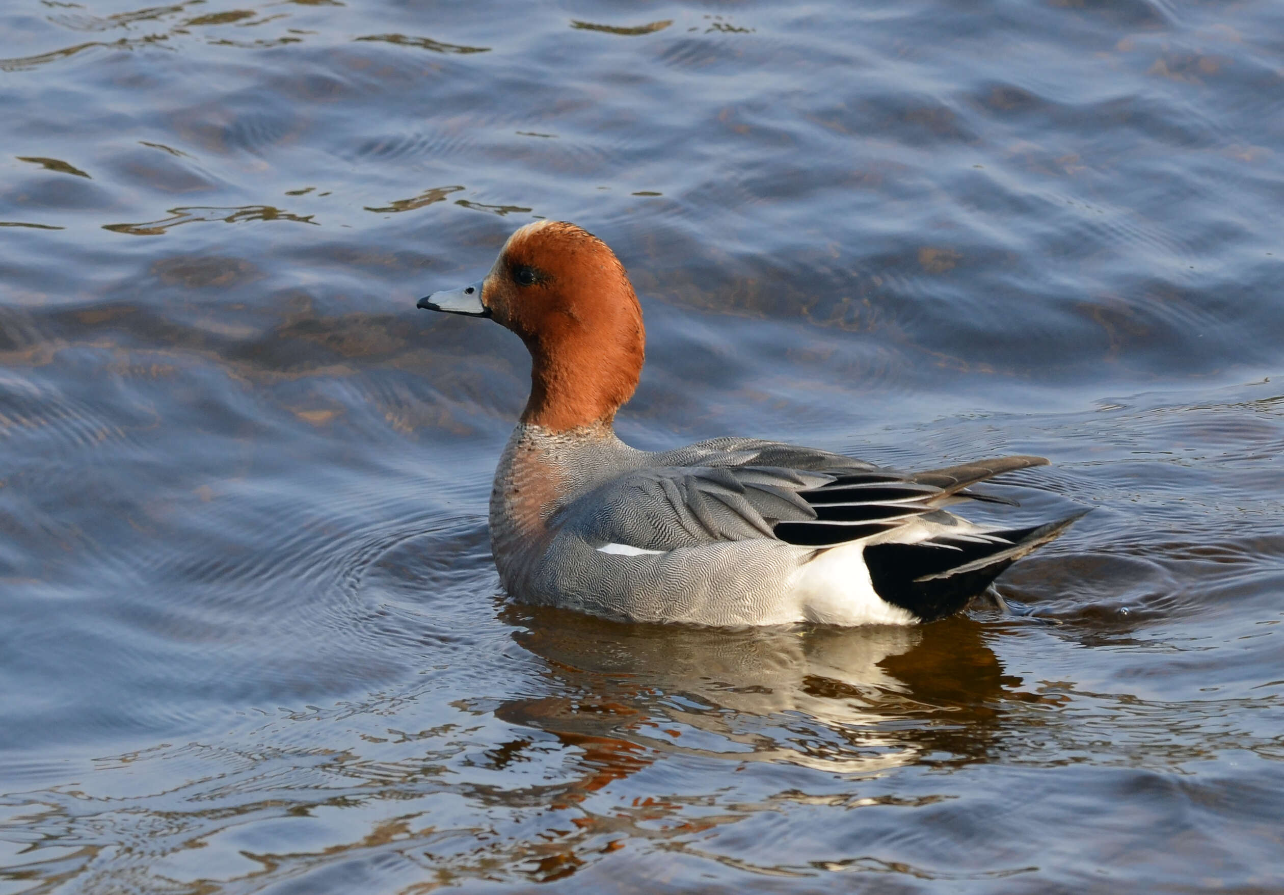 Image of Eurasian Wigeon