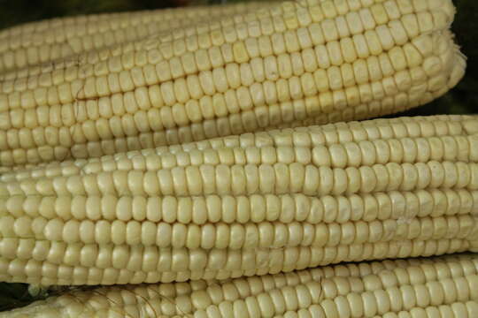 Image of corn