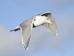 Image of Glaucous-winged Gull