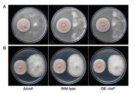 Plancia ëd Phytophthora capsici