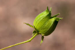 Image of dwarf Indian mallow