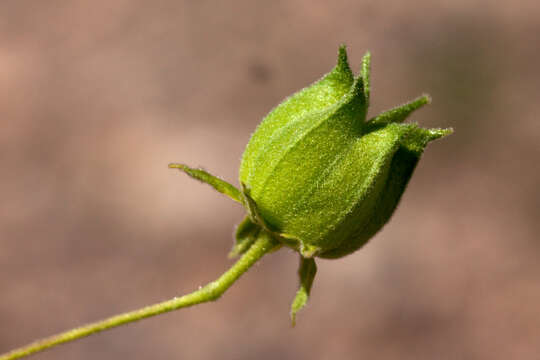 Image of dwarf Indian mallow