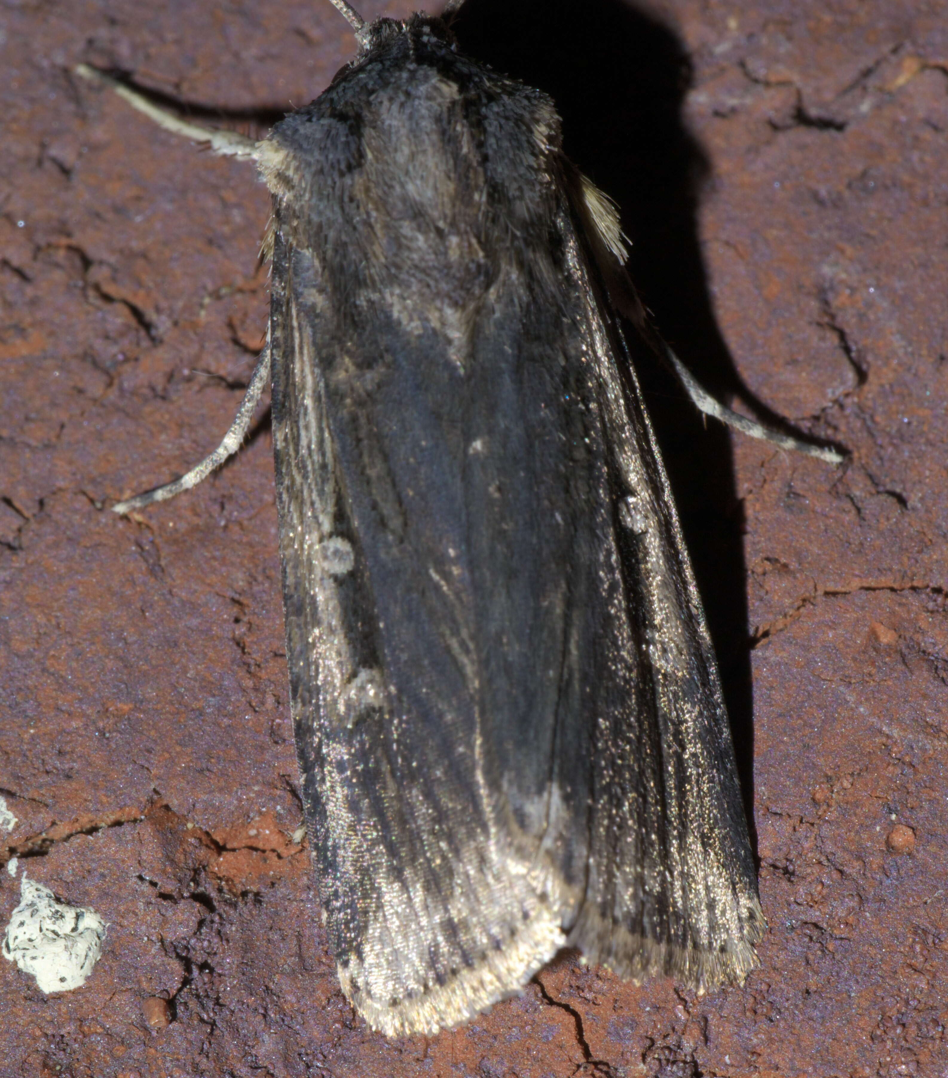 Image of Feltia subterranea