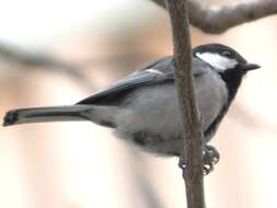 Image of Japanese Tit