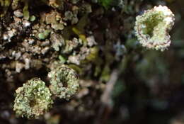 Image of cup lichen