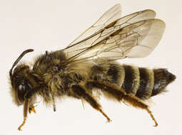 Image of Andrena denticulata (Kirby 1802)