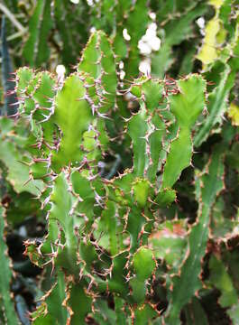 Euphorbia grandialata R. A. Dyer resmi