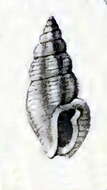 Image of Pseudorhaphitoma averina (Melvill & Standen 1901)