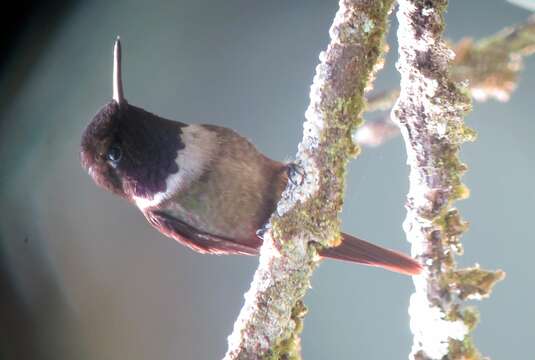 Image of Purple-throated Woodstar