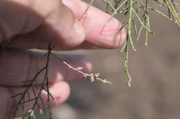 Image of tamarisk