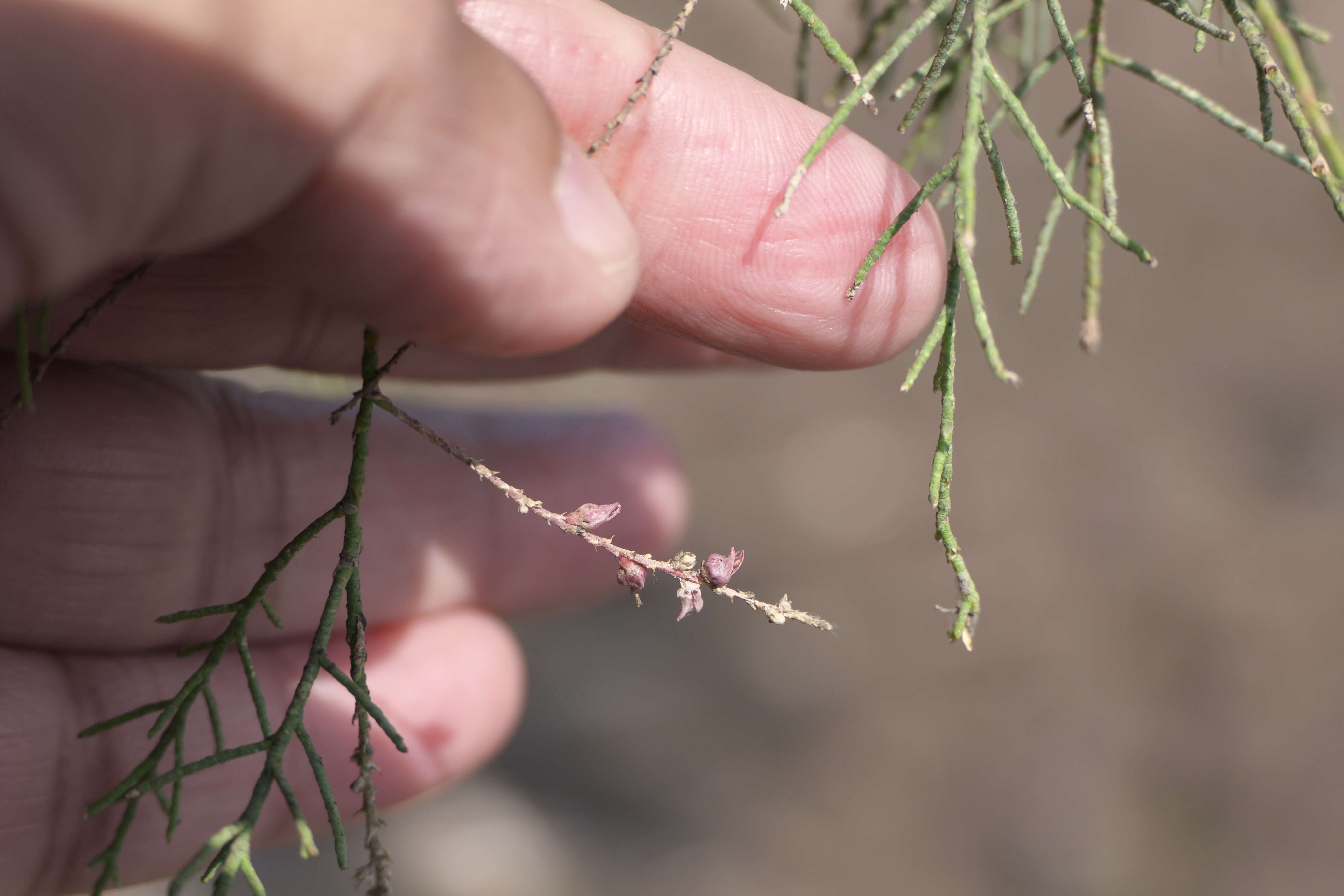 Image of tamarisk