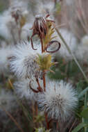 Image of rayless alkali aster