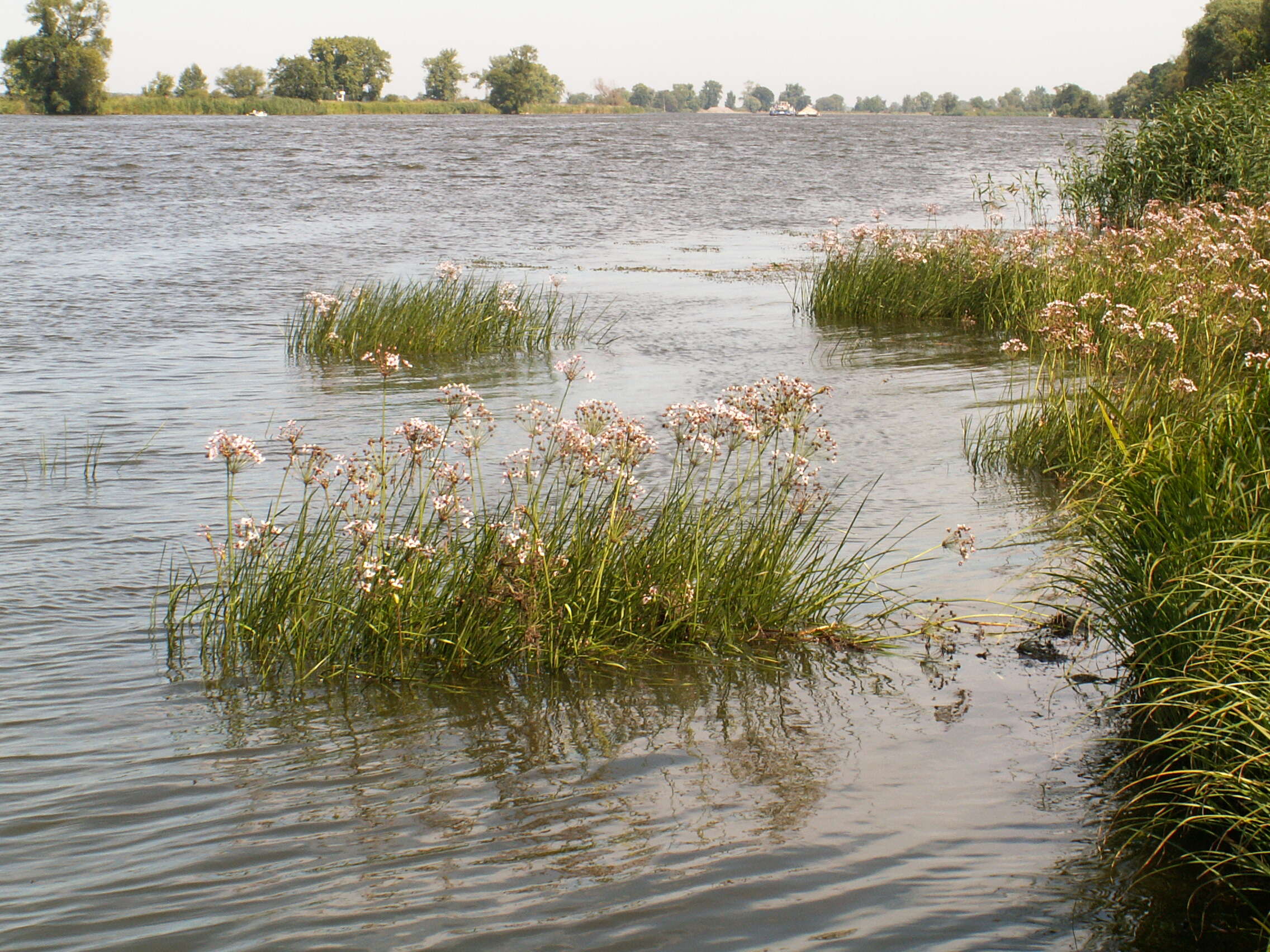 Image of flowering rush family