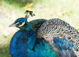 Image of Asiatic peafowl