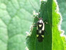 Image of Grypocoris sexguttatus (Fabricius 1777)