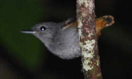 Image of Rufous-bellied Antwren