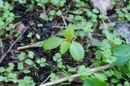 Impatiens parviflora DC. resmi