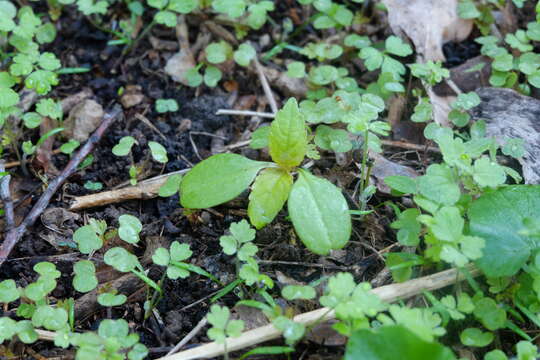 Image of small balsam