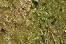 Image of common striated feather-moss