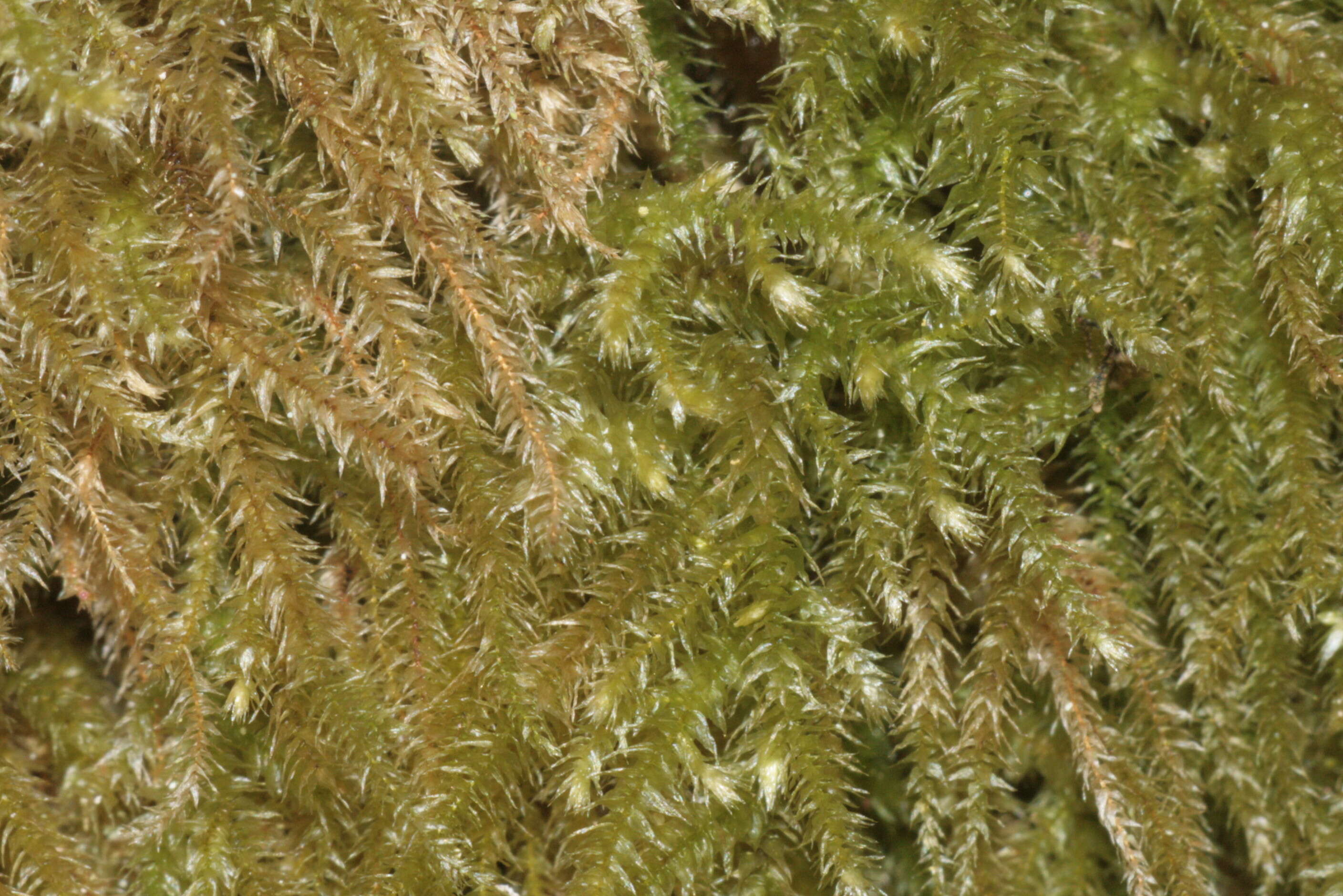 Image of common striated feather-moss