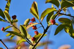 Image of Common spindle tree