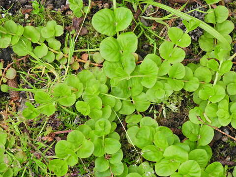 Image of creeping jenny