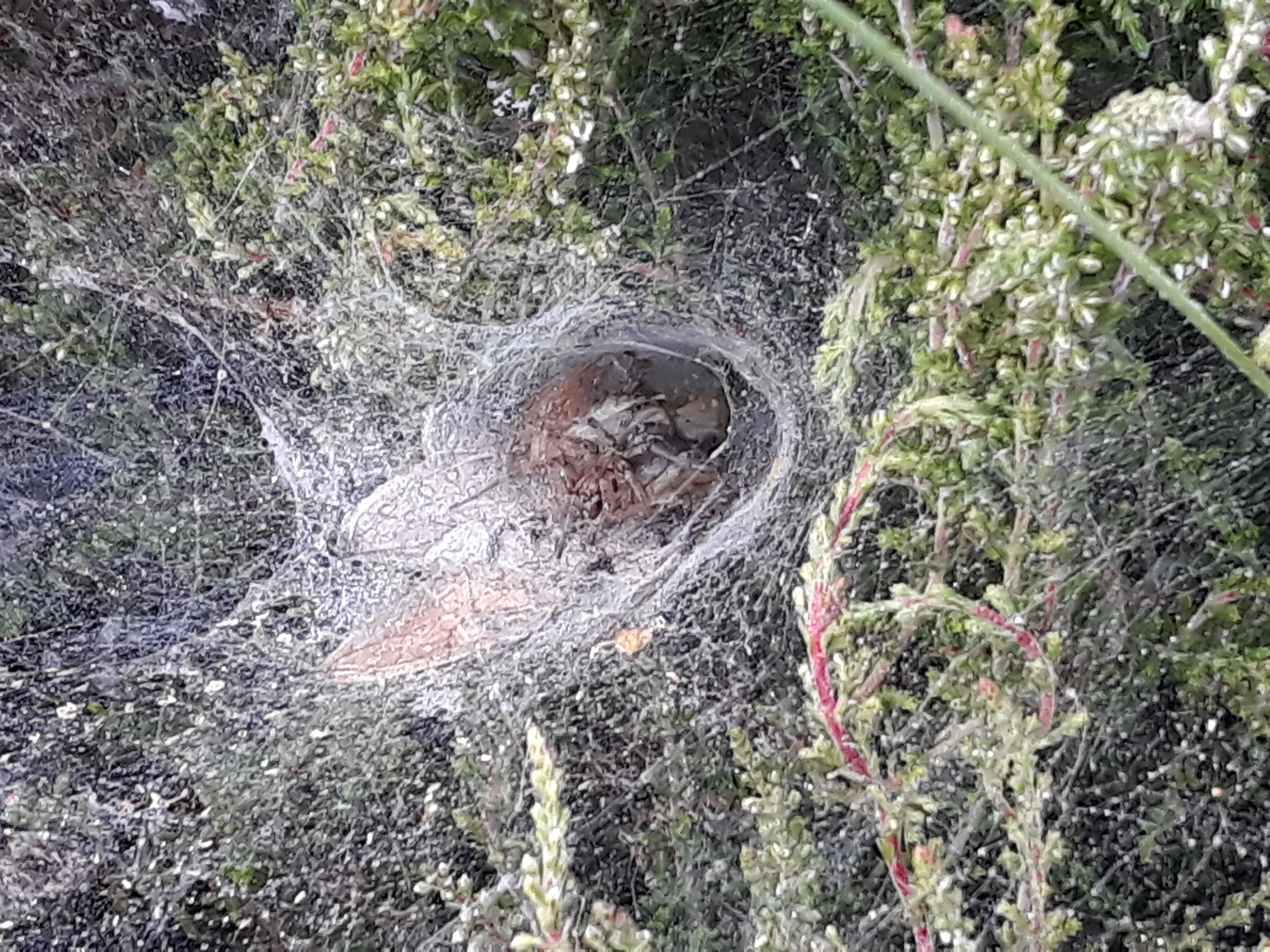 Image of Agelena labyrinthica (Clerck 1757)