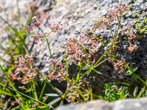 Image of bedstraw