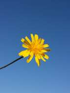 Image of fall dandelion