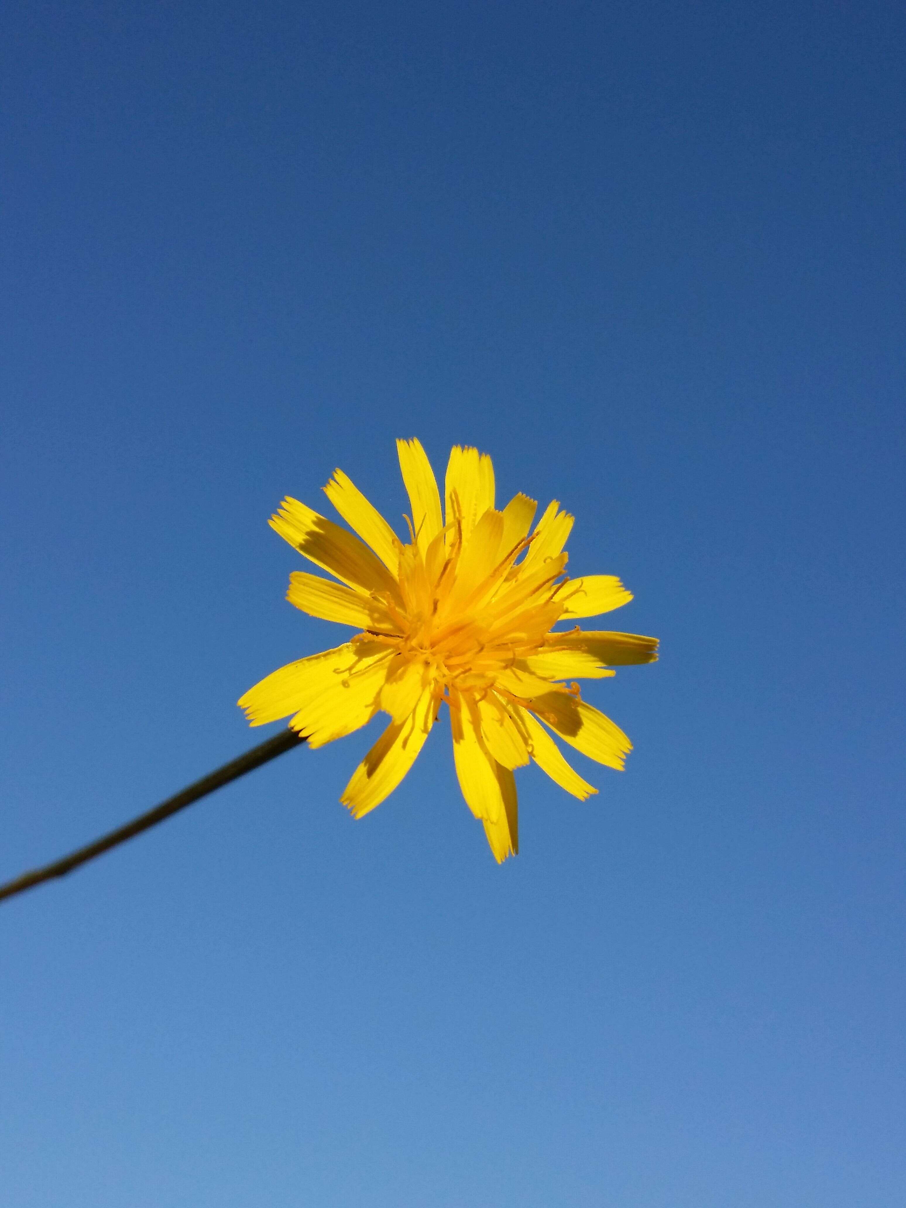 Image of fall dandelion