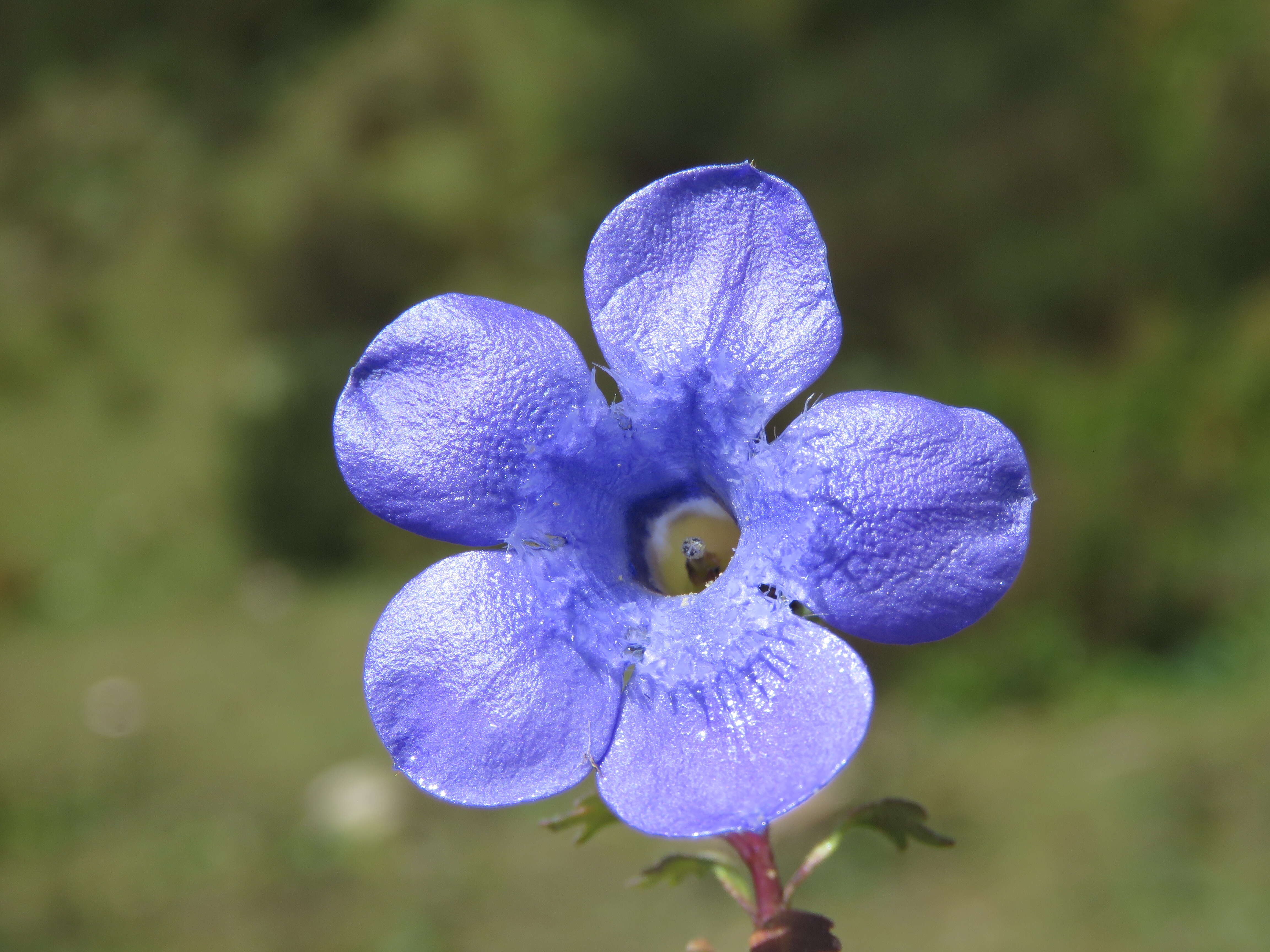 Image of Cyananthus lobatus Wall. ex Benth.