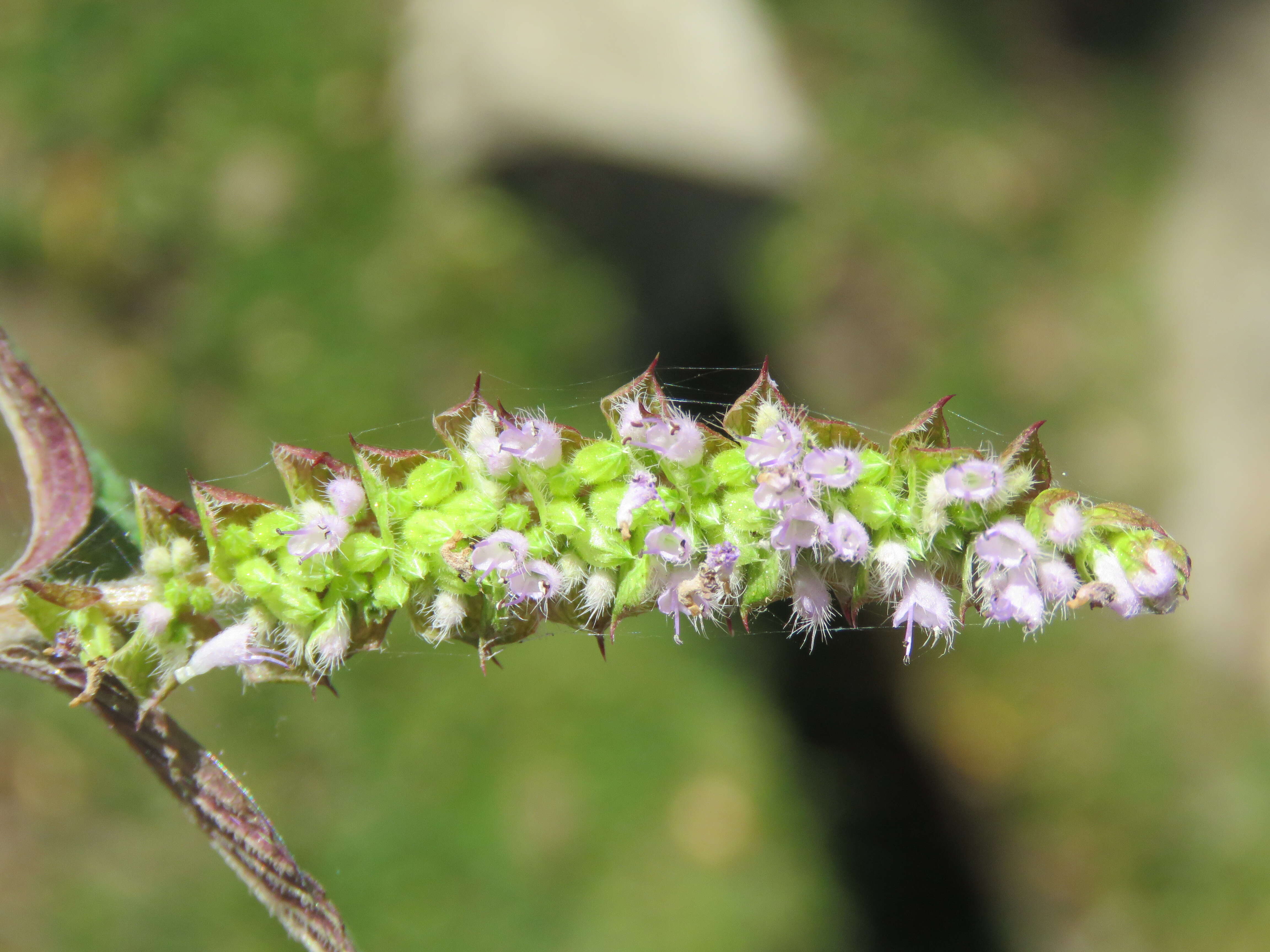 Слика од Elsholtzia ciliata (Thunb.) Hyl.