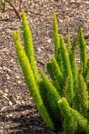 Image of Cwebe asparagus fern