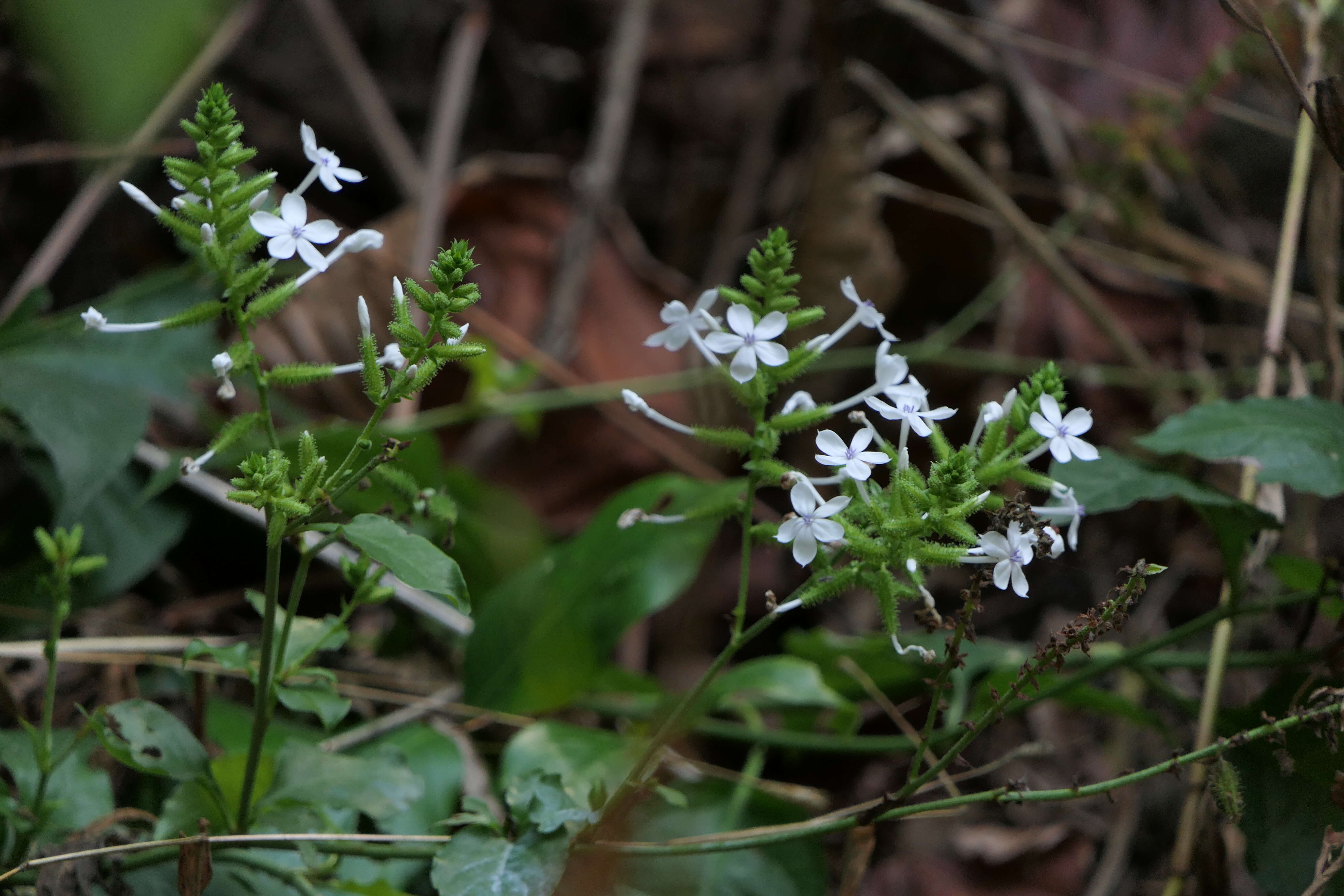 Image of wild leadwort