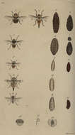 Image of bot flies