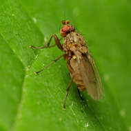 Image of heleomyzid flies