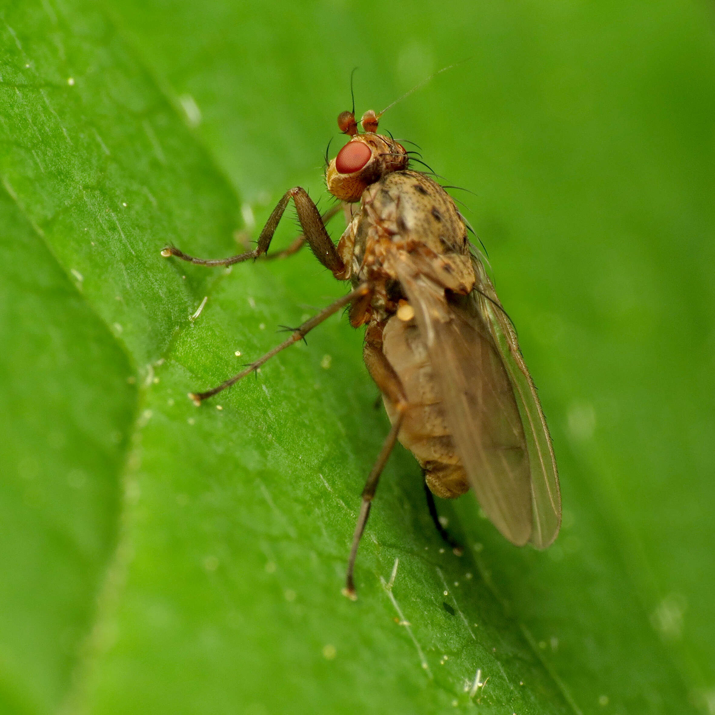 Image of heleomyzid flies